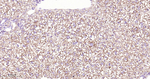 AMPK alpha-1 Antibody in Immunohistochemistry (Paraffin) (IHC (P))
