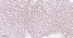 AMPK alpha-1 Antibody in Immunohistochemistry (Paraffin) (IHC (P))