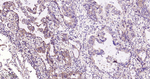 AMPK alpha-1 Recombinant Rabbit Monoclonal Antibody (7F5)