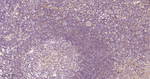 AMPK alpha-1 Antibody in Immunohistochemistry (Paraffin) (IHC (P))