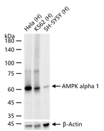 AMPK alpha-1 Antibody in Western Blot (WB)