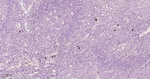 Human IgG4 Recombinant Rabbit Monoclonal Antibody (8F7)