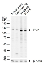 FAK Antibody in Western Blot (WB)