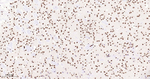 Histone H2A Antibody in Immunohistochemistry (Paraffin) (IHC (P))