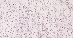 Histone H2A Antibody in Immunohistochemistry (Paraffin) (IHC (P))