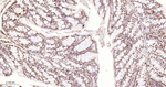 Histone H2A Antibody in Immunohistochemistry (Paraffin) (IHC (P))