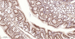 Histone H2A Antibody in Immunohistochemistry (Paraffin) (IHC (P))