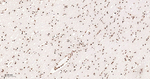 Histone H2A Antibody in Immunohistochemistry (Paraffin) (IHC (P))