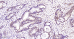Histone H2A Antibody in Immunohistochemistry (Paraffin) (IHC (P))