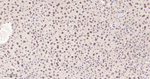 Histone H2A Antibody in Immunohistochemistry (Paraffin) (IHC (P))