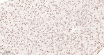 Histone H2A Antibody in Immunohistochemistry (Paraffin) (IHC (P))