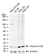Histone H2A Antibody in Western Blot (WB)