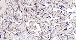 Phospho-PKC zeta (Thr560) Recombinant Rabbit Monoclonal Antibody (1D12)