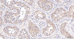 Phospho-PKC zeta (Thr560) Antibody in Immunohistochemistry (Paraffin) (IHC (P))