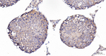 Phospho-PKC zeta (Thr560) Antibody in Immunohistochemistry (Paraffin) (IHC (P))