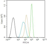 STAT1 Antibody in Flow Cytometry (Flow)