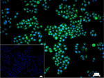STAT1 Recombinant Rabbit Monoclonal Antibody (3F10)