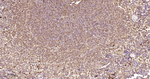STAT1 Antibody in Immunohistochemistry (Paraffin) (IHC (P))