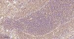 STAT1 Antibody in Immunohistochemistry (Paraffin) (IHC (P))