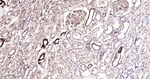 STAT1 Antibody in Immunohistochemistry (Paraffin) (IHC (P))