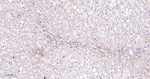 STAT1 Antibody in Immunohistochemistry (Paraffin) (IHC (P))