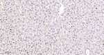 STAT1 Antibody in Immunohistochemistry (Paraffin) (IHC (P))