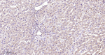 STAT1 Antibody in Immunohistochemistry (Paraffin) (IHC (P))
