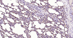 STAT1 Antibody in Immunohistochemistry (Paraffin) (IHC (P))