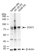 STAT1 Antibody in Western Blot (WB)