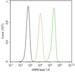 AMPK beta-1 Antibody in Flow Cytometry (Flow)