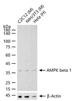 AMPK beta-1 Recombinant Rabbit Monoclonal Antibody (3A10)