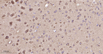 14-3-3 Pan Antibody in Immunohistochemistry (Paraffin) (IHC (P))