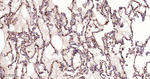 14-3-3 Pan Antibody in Immunohistochemistry (Paraffin) (IHC (P))