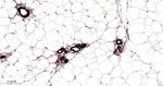 14-3-3 Pan Antibody in Immunohistochemistry (Paraffin) (IHC (P))