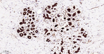 14-3-3 Pan Antibody in Immunohistochemistry (Paraffin) (IHC (P))
