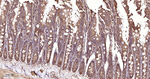14-3-3 Pan Recombinant Rabbit Monoclonal Antibody (4F3)