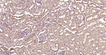 14-3-3 Pan Antibody in Immunohistochemistry (Paraffin) (IHC (P))