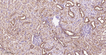 14-3-3 Pan Antibody in Immunohistochemistry (Paraffin) (IHC (P))