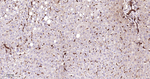 14-3-3 Pan Antibody in Immunohistochemistry (Paraffin) (IHC (P))