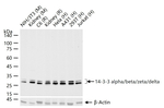 14-3-3 Pan Antibody in Western Blot (WB)