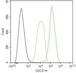 CDC37 Antibody in Flow Cytometry (Flow)