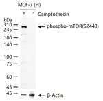 Phospho-mTOR (Ser2448) Antibody in Western Blot (WB)
