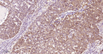 4EBP1 Antibody in Immunohistochemistry (Paraffin) (IHC (P))