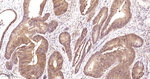4EBP1 Antibody in Immunohistochemistry (Paraffin) (IHC (P))