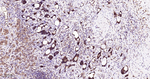 4EBP1 Antibody in Immunohistochemistry (Paraffin) (IHC (P))