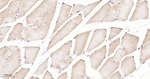 4EBP1 Antibody in Immunohistochemistry (Paraffin) (IHC (P))