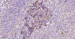 4EBP1 Antibody in Immunohistochemistry (Paraffin) (IHC (P))