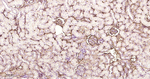 Albumin Recombinant Rabbit Monoclonal Antibody (6F1)