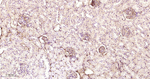 Albumin Antibody in Immunohistochemistry (Paraffin) (IHC (P))