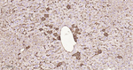 Albumin Antibody in Immunohistochemistry (Paraffin) (IHC (P))